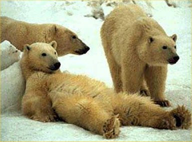 funny-bears.jpg